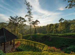 HOT HOTELS: Sri Lanka’s luxury hotels with natural surroundings