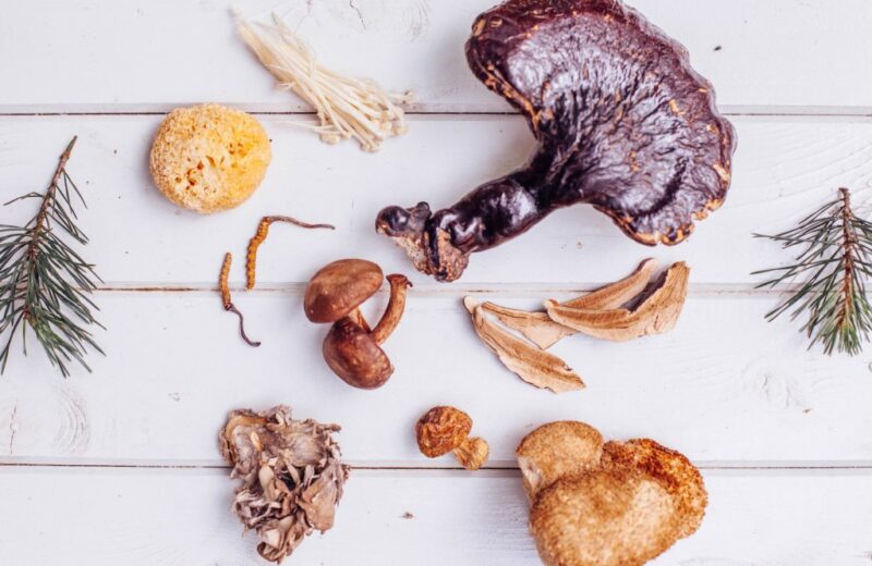 Medicinal mushrooms: what you need to know and how to take them
