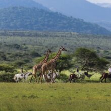 Saddle Up at ol Donyo Lodge, Kenya for a bucket list horse safari
