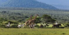 Saddle Up at ol Donyo Lodge, Kenya for a bucket list horse safari