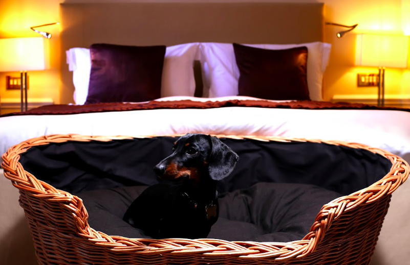 pet-friendly hotels